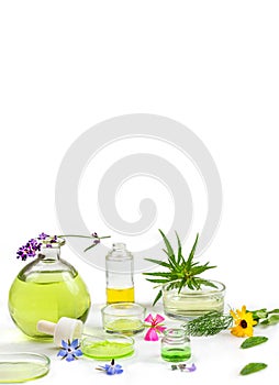 Alternative medicine, naturopath and dietary supplement. Herbal remedy in capsules and plants on wite background.