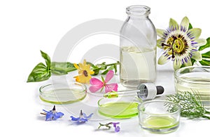Alternative medicine, naturopath and dietary supplement. Herbal remedy in capsules and plants on wite background.