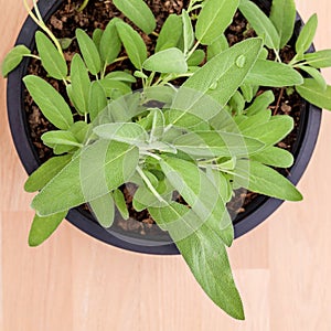 Alternative mediterranean medicinal plants Salvia officinalis .