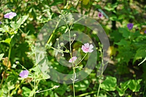 Althaea cannabina blooms with pink flowers in July. Potsdam, Germany