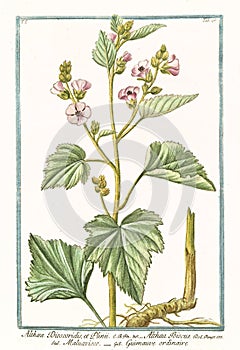 Althaea Dioscoridis et Plinii