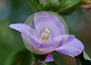 Althaea officinalis