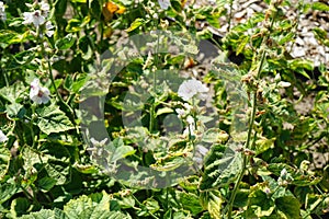 Althaea officinalis blooms in July. Potsdam, Germany