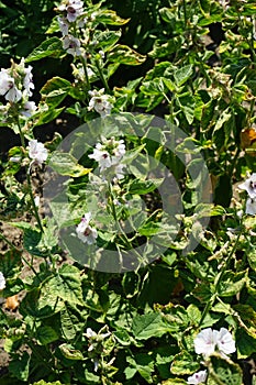 Althaea officinalis blooms in July. Potsdam, Germany