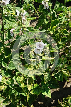 Althaea officinalis blooms in July. Potsdam, Germany