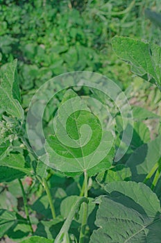 Althaea officinalis in the green meadow