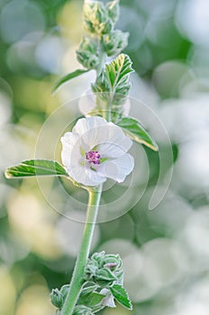 Althaea officinalis in the green meadow