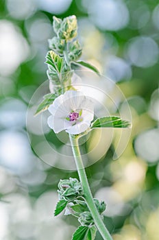 Althaea officinalis in the green meadow