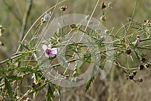 Althaea officinalis with light pink petals