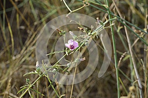 Althaea officinalis with light pink petals