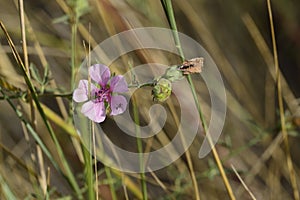 Althaea officinalis with light pink petals