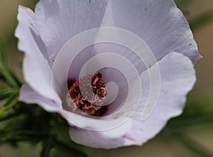 Althaea officinalis, or marsh mallow flower blooming in spring in the garden