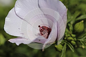 Althaea officinalis, or marsh mallow flower blooming in spring in the garden