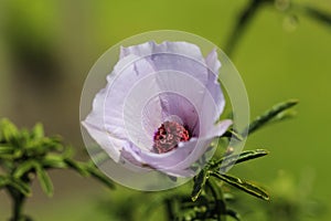 Althaea officinalis, or marsh mallow flower blooming in spring in the garden