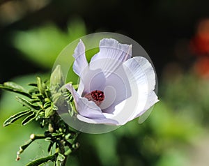 Althaea officinalis, or marsh mallow flower blooming in spring in the garden