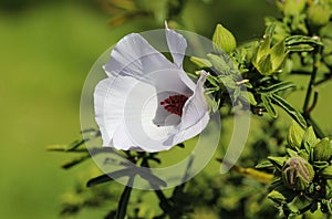 Althaea officinalis, or marsh mallow flower blooming in spring in the garden