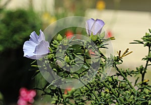 Althaea officinalis, or marsh mallow flower blooming in spring in the garden