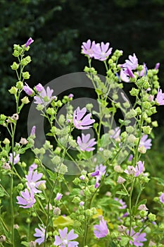 Althaea officinalis, or marsh-mallow flowers