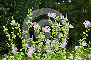 Althaea officinalis, or marsh-mallow flowers