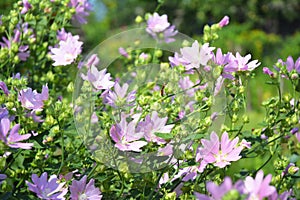 Althaea officinalis or marsh mallow flowers. Marshmallow is used as a medicinal plant and ornamental plant.