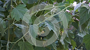 Althaea officinalis plant, commonly called marsh mallow