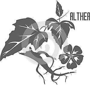 Althea plant vector illustration