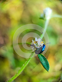 Altica bug on leave vertical macro stock photo