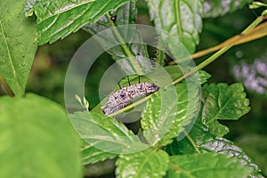 Altinote ozomene crystalis sitting on leaf
