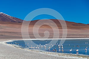 Altiplanic Laguna, Salty Lake, with flamingos, among the most important travel destination in Bolivia