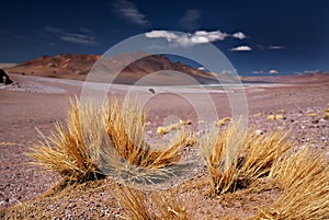 Altiplano grass paja brava in Atacama desert