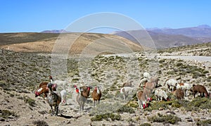 Altiplano with lamas, vicunas and alpacas