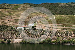 Alto Douro vineyard, Portugal