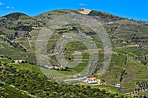 Alto Douro Vineyards