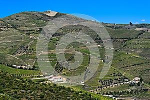 Alto Douro Vineyards