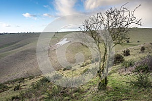 Alton Barnes White Horse,on the side of Milk Hill in the winter sun,Wilshire,England,United Kingdom