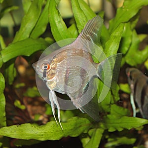 Altum Angelfish aquarium fish