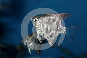 Altum Angelfish - aquarium fish