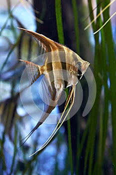 Altum Angelfish (Pterophyllum altum)