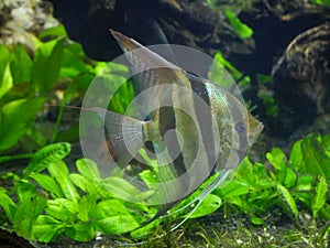 Altum angelfish swimming in Fish Tank Aquarium