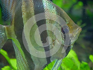 Altum angelfish swimming in Fish Tank Aquarium