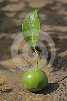 Alu fruit, Vangueria spinosa photo