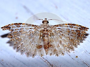 Alucitidae or many-plumed moth - indeterminate species