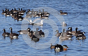 Aluetian Cackling Geese at Medi Park, Amarillo Texas photo