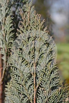 Alumi False cypress