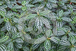 Aluminum plant Pilea cadieri - tropical plant