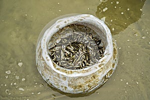 aluminum pot filled with small freshly caught fish.