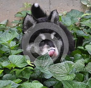 Alusky Puppy Dog Licking the Tip of His Nose