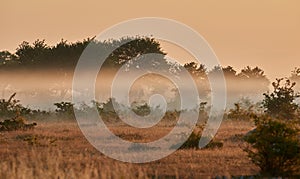 Alvar limestone moor in the early morning