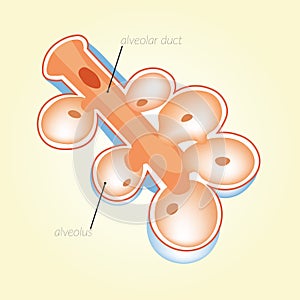 Alveolar duct, alveolus. Human anatomy. mechanical ventilation