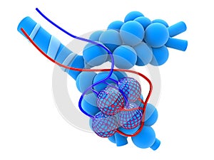 Alveoli